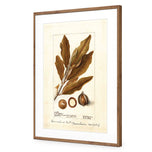 Watercolour Macadamia