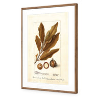 Watercolour Macadamia