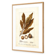 Watercolour Macadamia