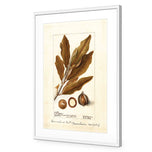 Watercolour Macadamia