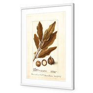 Watercolour Macadamia