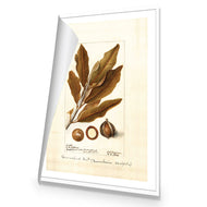 Watercolour Macadamia