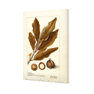Watercolour Macadamia