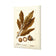 Watercolour Macadamia