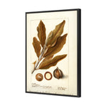 Watercolour Macadamia