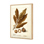 Watercolour Macadamia