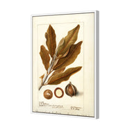 Watercolour Macadamia