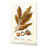 Watercolour Macadamia