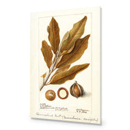 Watercolour Macadamia