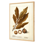 Watercolour Macadamia