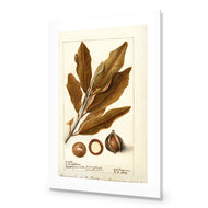 Watercolour Macadamia