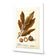 Watercolour Macadamia