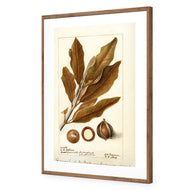 Watercolour Macadamia