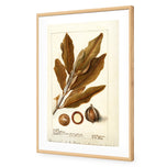 Watercolour Macadamia