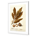 Watercolour Macadamia