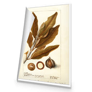 Watercolour Macadamia