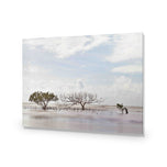 Mellow Mangroves