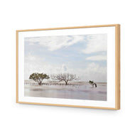 Mellow Mangroves