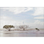 Mellow Mangroves