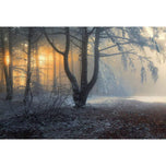 Winter Forest Pond