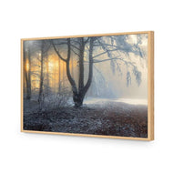 Winter Forest Pond