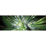 Bamboo From Above