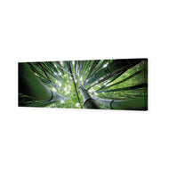 Bamboo From Above