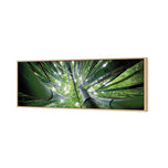 Bamboo From Above