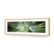 Bamboo From Above