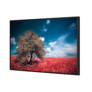 Crimson Meadow
