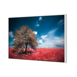 Crimson Meadow