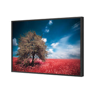 Crimson Meadow