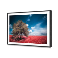 Crimson Meadow