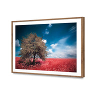 Crimson Meadow