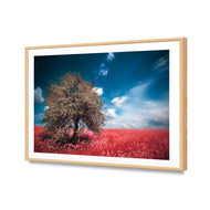 Crimson Meadow
