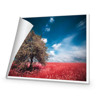 Crimson Meadow