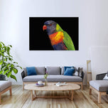 Billy the Rainbow Lorikeet