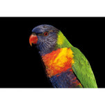 Billy the Rainbow Lorikeet