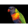 Billy the Rainbow Lorikeet