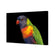 Billy the Rainbow Lorikeet