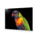 Billy the Rainbow Lorikeet