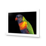 Billy the Rainbow Lorikeet