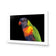Billy the Rainbow Lorikeet