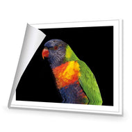 Billy the Rainbow Lorikeet