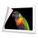 Billy the Rainbow Lorikeet