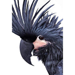 Squark the Black Cockatoo