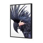 Squark the Black Cockatoo