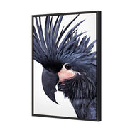 Squark the Black Cockatoo