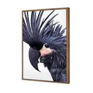 Squark the Black Cockatoo