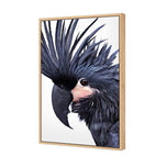 Squark the Black Cockatoo